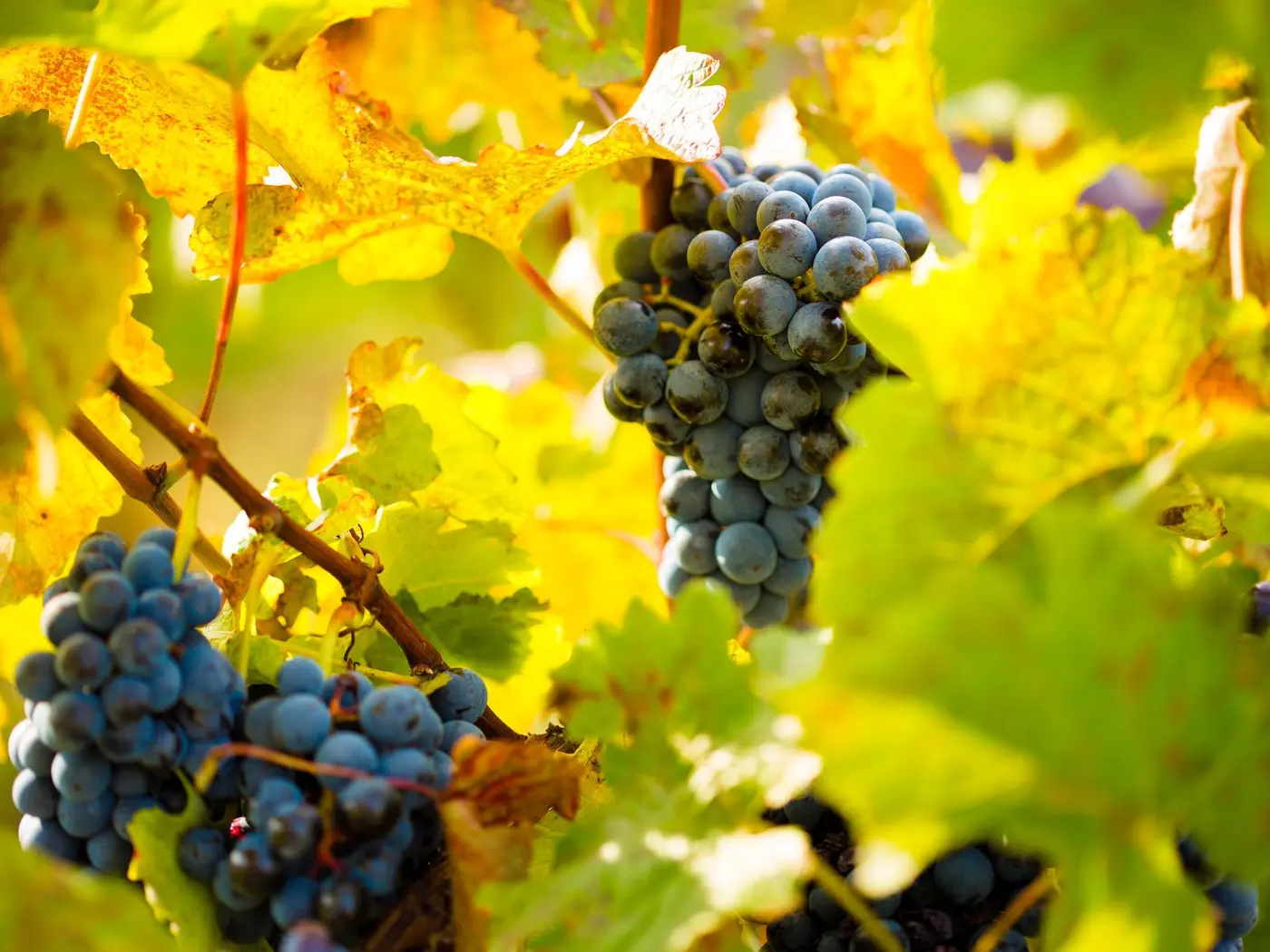 Traube im Herbst