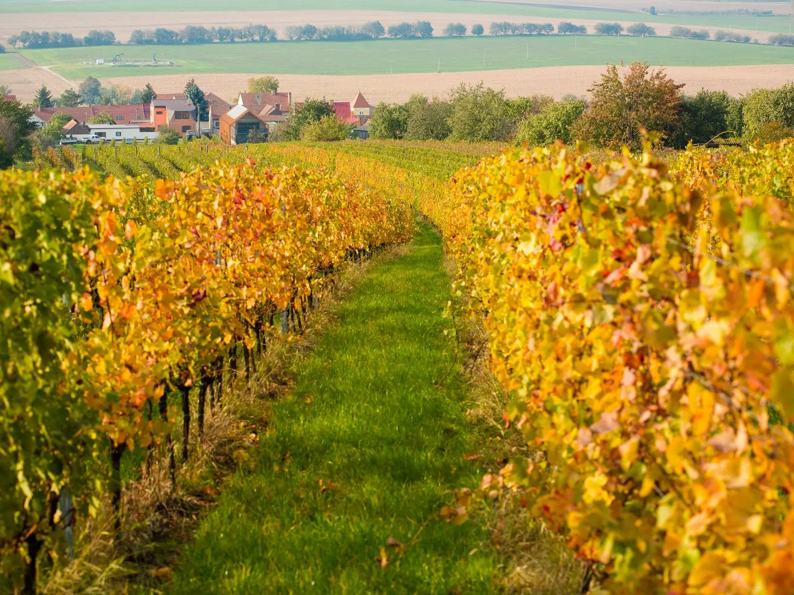 Herbstlicher Weinberg in Starý Poddvorov
