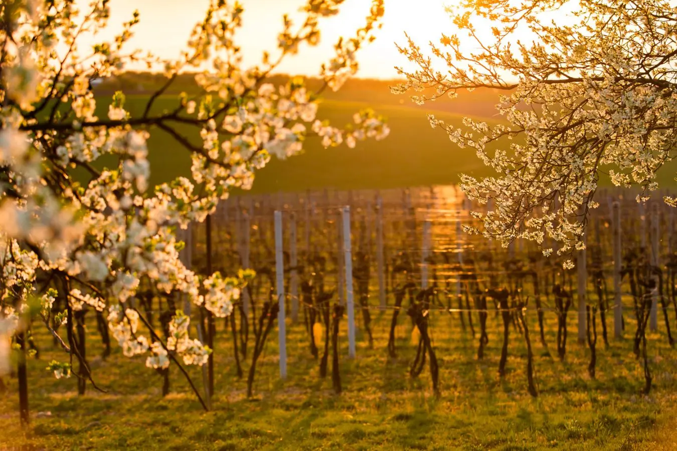 Weinberg im frühen Frühling