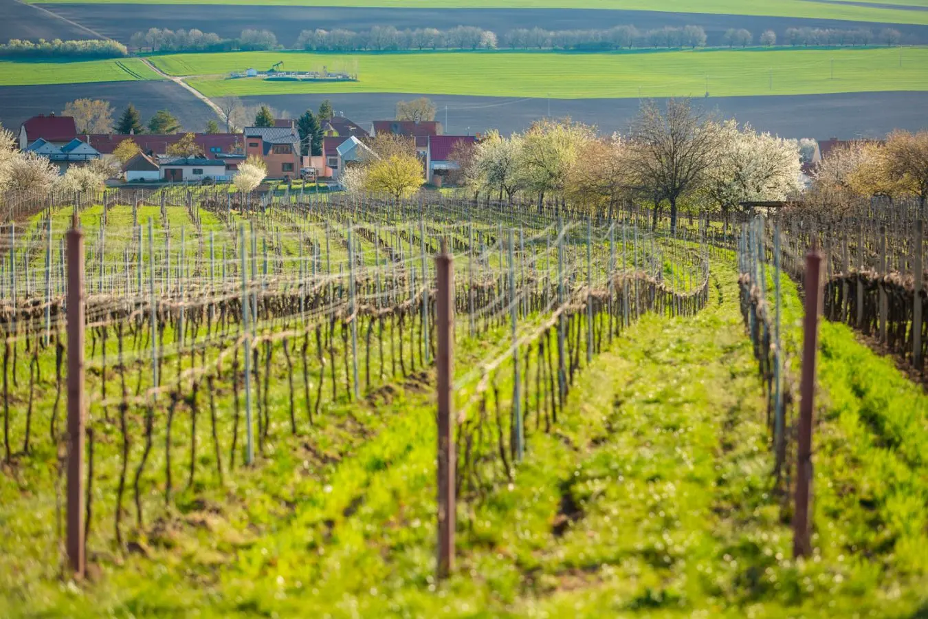 Weinberge im Frühling in Starý Poddvorov
