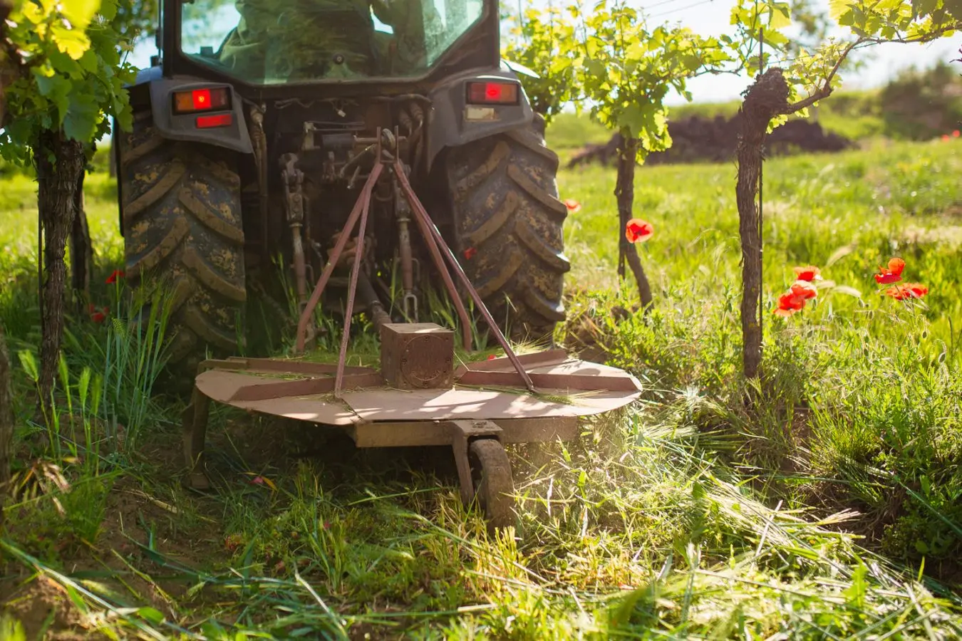 Arbeit im Weinberg