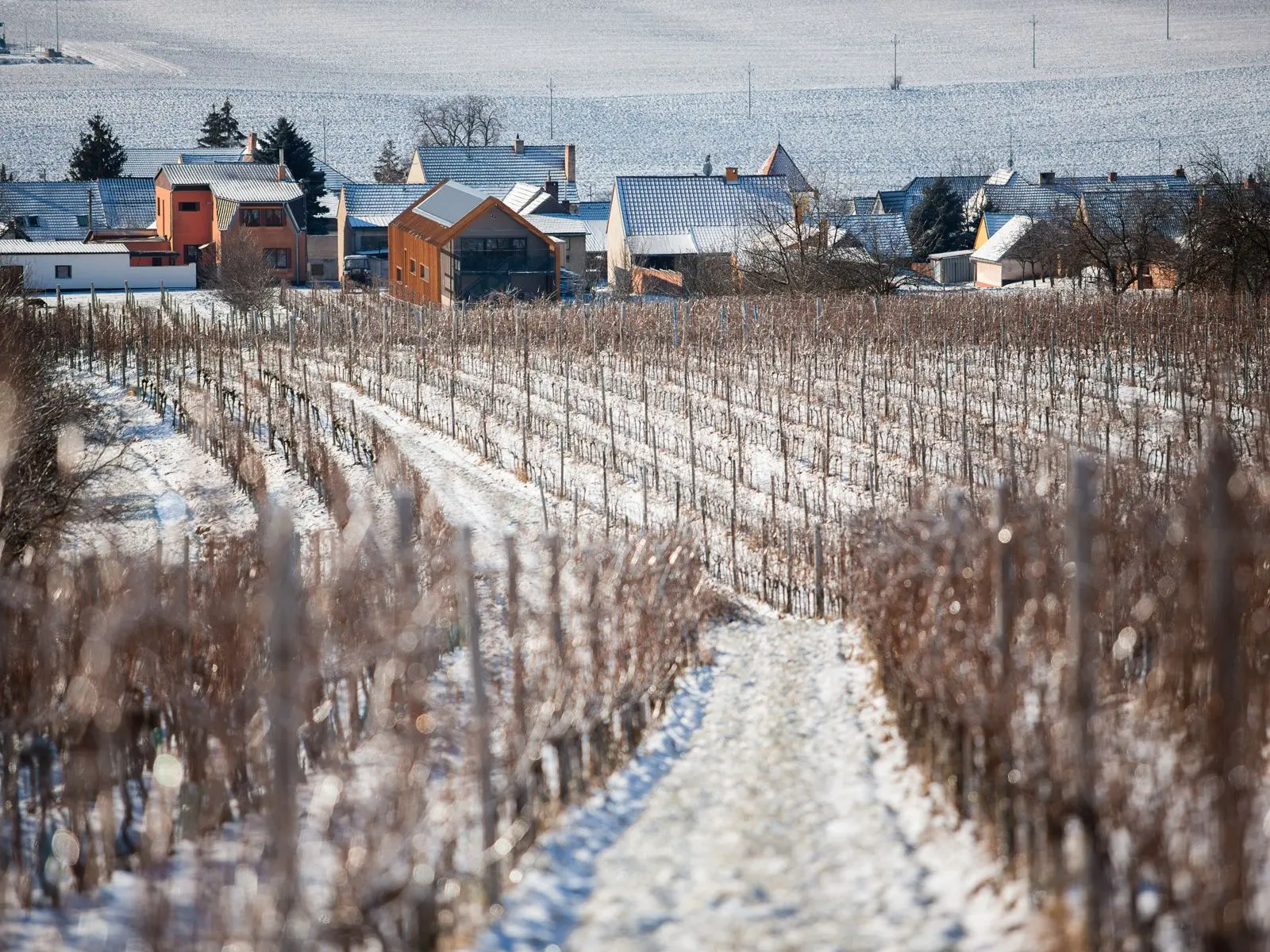 Weinberg im Winter